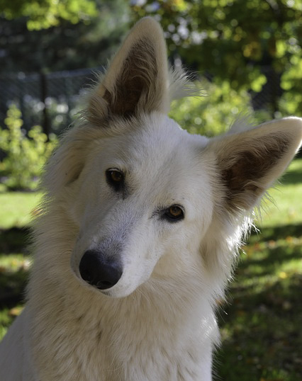 Curious Dog