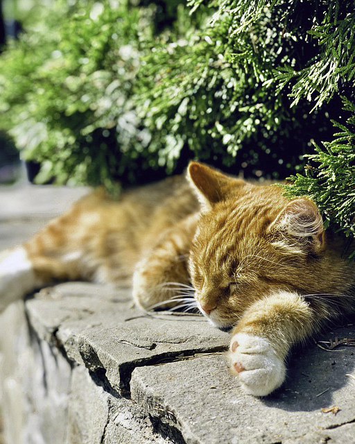 Sleeping cat